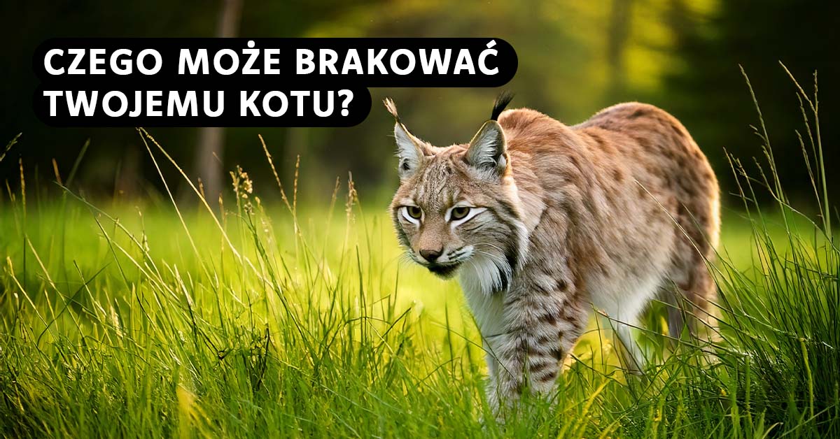 Koty w naturze same wiedzą, co jest dla nich dobre – a co z kotami domowymi?