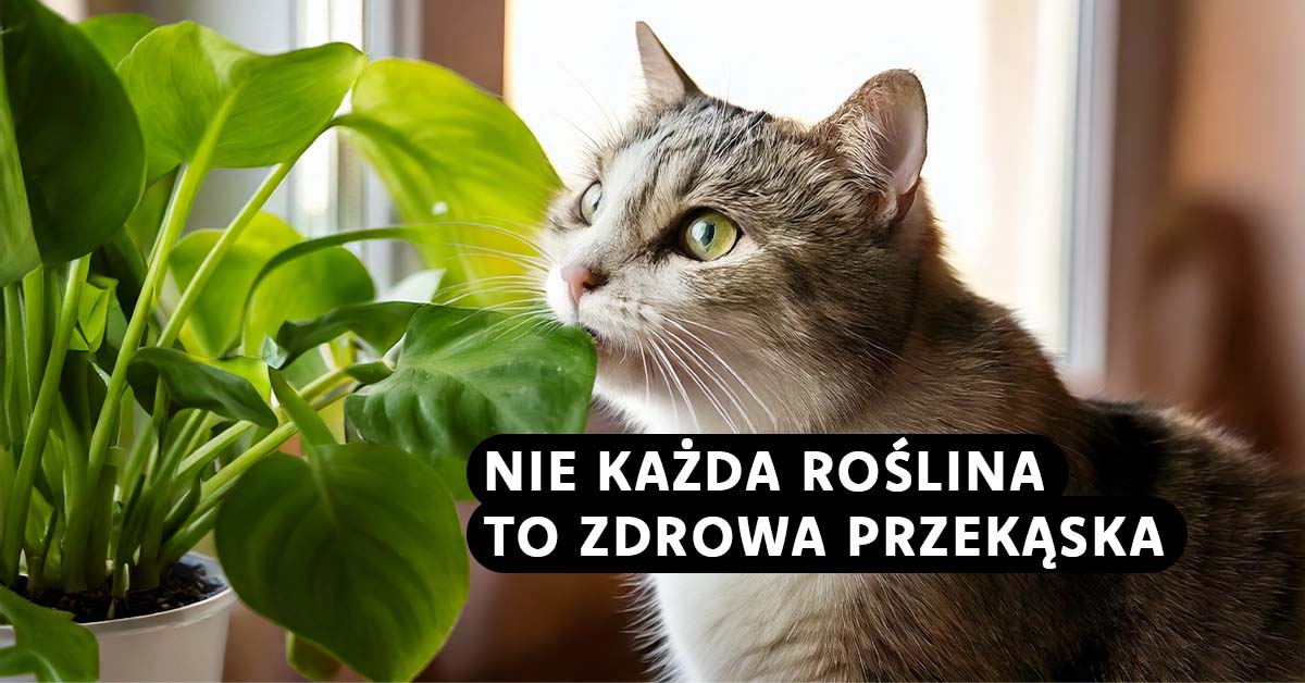 Nie każda roślina jest bezpieczna – sprawdź, czy Twój kot się nie truje